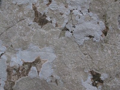 [Pertusaria monogona]